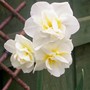 Cream Cheerfulness (Narcissus 'Cheerfulness')