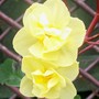 Yellow Cheerfulness (Narcissus)