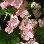 Plant Portraits -  Summer flowers in my garden