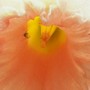 Park Perfumn - close up (narcissus 'park perfumn')