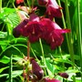 Plant Portraits - Summer flowers in my garden