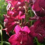 Plant Portraits - Summer flowers in my garden