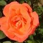 Plant Portraits - Summer flowers in my garden