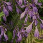 Plant Portraits - Summer flowers in my garden
