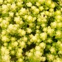 Sedum 'Yellow Queen' (sedum)