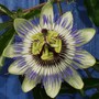 Plant Portraits - Summer plants in my garden