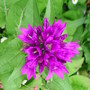 Campanula_glomerata