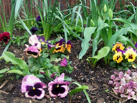 pretty pansy display