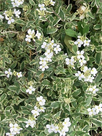 rock cress - full bloom (Arabis alpina 'varigata' (Alpine Rock-cress))