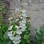 Penstemon__snowstorm_