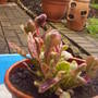same_Ajuga_Bugle.jpg