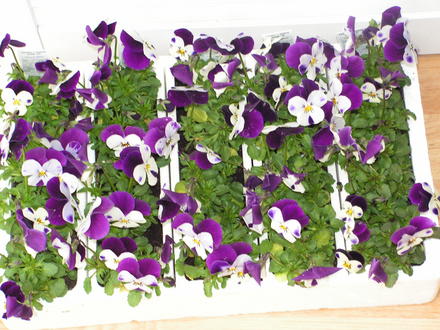 viola's  from the market