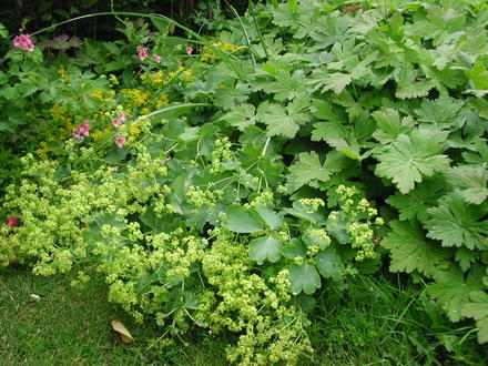 Alchemilla mollis (Alchemilla mollis)