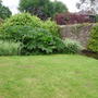 Gunnera (Gunnera manicata)