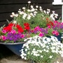 old bath planted for summer
