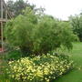 Contorted_willow