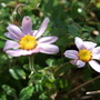 Felicia (Felicia fruticosa (Shrub Aster))