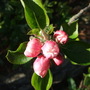 Apple blossom already!