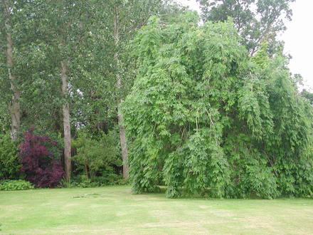 The younger weeping ash (Fraxinus excelsior pendula)