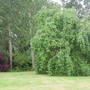 Weeping_ash