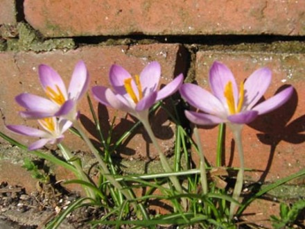 Crocus (Crocus ancyrensis (Crocus))
