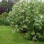 Poplars (Populus x jackii 'Aurora')