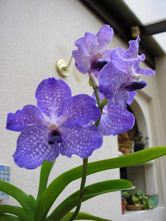 VANDA Blue Magic 