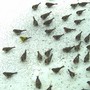 Finches in Snow