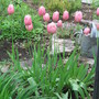 A garden flower photo