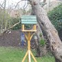 A Brambling joins in on bird table.