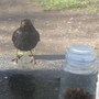 Who put the lid back on?