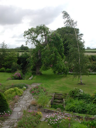 The old ash tree (Fraxinus excelsior pendula)