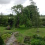 The_old_ash_tree