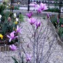 Another front garden view