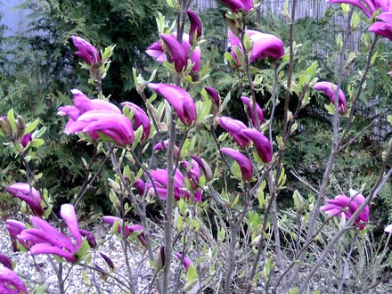 Magnolia in back garden (Magnolia liliiflora (Magnolia))