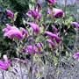 Magnolia in back garden (Magnolia liliiflora (Magnolia))