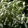 Spirea Arguta  (Spirea Japonica, Spirea Arguta and Spirea Nipponica hdge)
