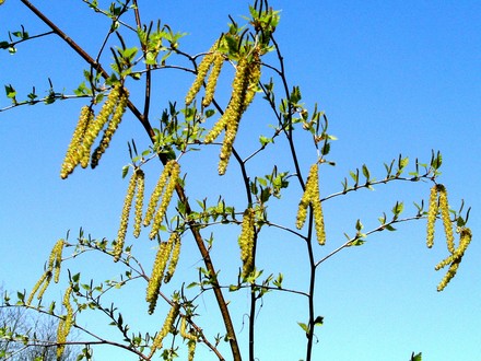 The catkins on our silver birches are very beautiful. (Betula pendula (Young's weeping birch))