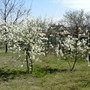 Pict0774