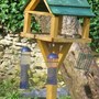 Seeking Siskins