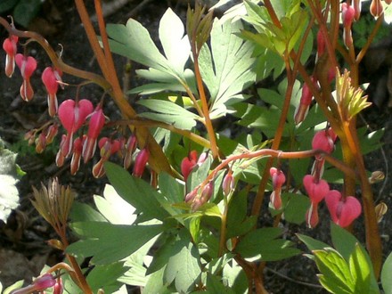 Dicentra (Dicentra spectabilis (Bleeding heart))
