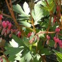 Dicentra spectabilis (Bleeding heart)