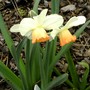 Narcissi (Narcissus)