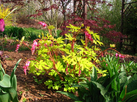 dicentra' gold heart' and japanese maple