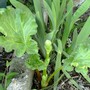 Rhubarb with flower coming