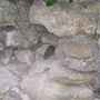Mammals6