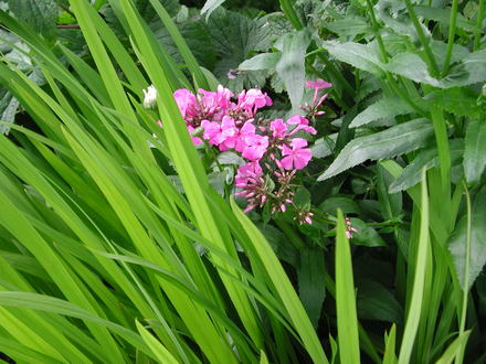 Phlox (Phlox paniculata)