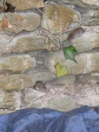 Cant tell us apart? then here we are together.Fieldmouse  left  vole right