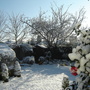 Spring_april_2008_005