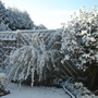 Spring_april_2008_006